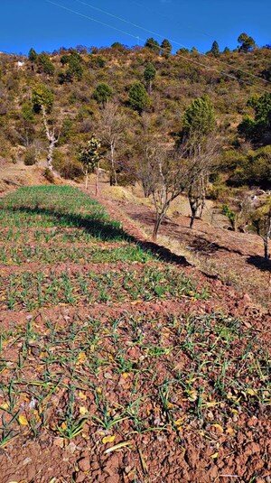 Plot Area in  Plot at Dolanji – for Sale