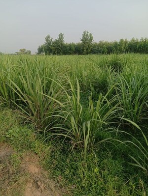 Plot Area in  Land at Jhinjhana – for Sale