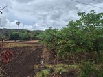 152460 Sq.Ft. Plot in Narpoli