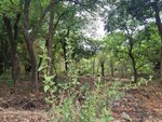 7 Acre Plot in Kharghar