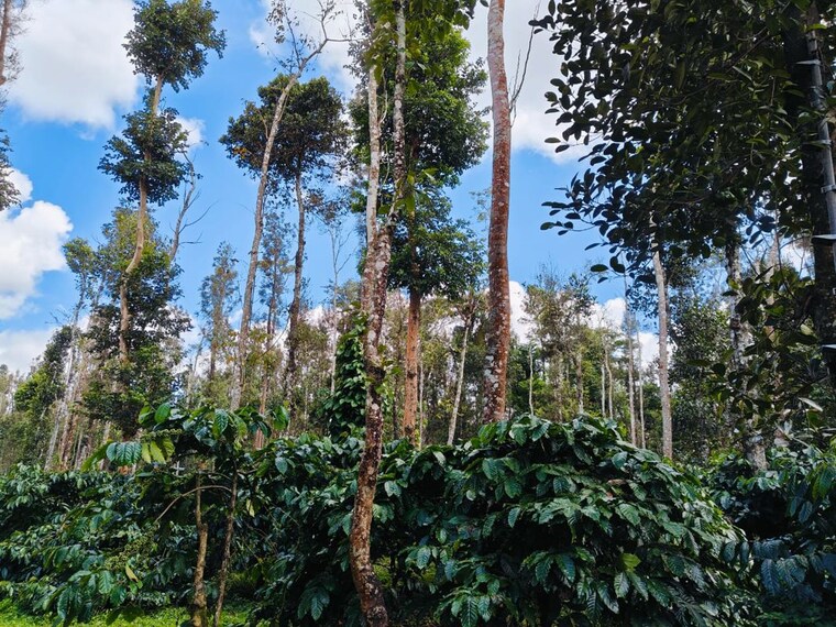 undefined, sakleshpur  6000 Sq.Ft. Plot In Sakleshpur Hassan 10438115