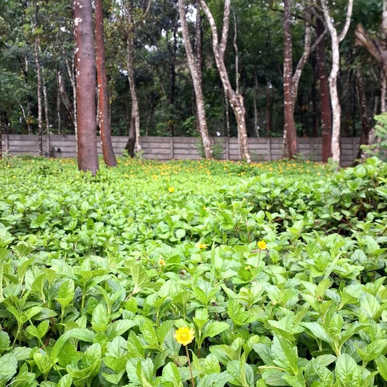 undefined, sakleshpur  6000 Sq.Ft. Plot In Sakleshpur Hassan 10438115