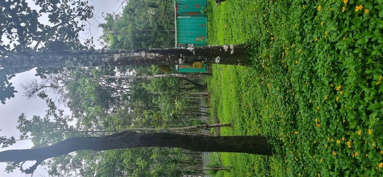 undefined, sakleshpur  6000 Sq.Ft. Plot In Sakleshpur Hassan 10438115