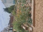 100 Sq.Yd. Plot in Maruti Kunj