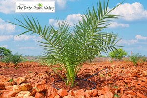 Plot Area in  Land at Narayankhed – for Sale