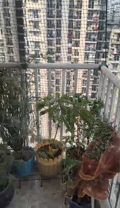 2 BHK + Study Room Apartment For Rent in Saya Zion