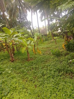 Plot For Sale in Peringavu