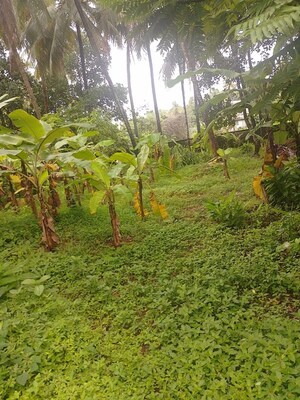  Plot For Sale in Peringavu