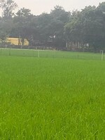 15300 Sq.Ft. Plot in Anora Kala