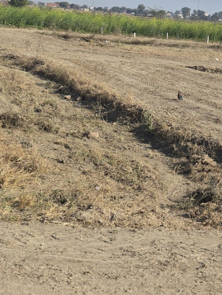 undefined, bamnikhera  110 Sq.Yd. Plot In Bamnikhera Palwal 10489866