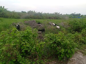 Plot Area in  Plot at Sonarpur – for Sale