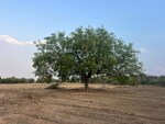 605 Sq.Ft. Plot in Srisailam Town
