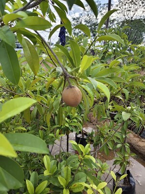  Plot – Garden View at Corre Sumedha Residency, Farukh Nagar - for Sale