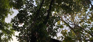  Plot – Garden View at Mangad - for Sale