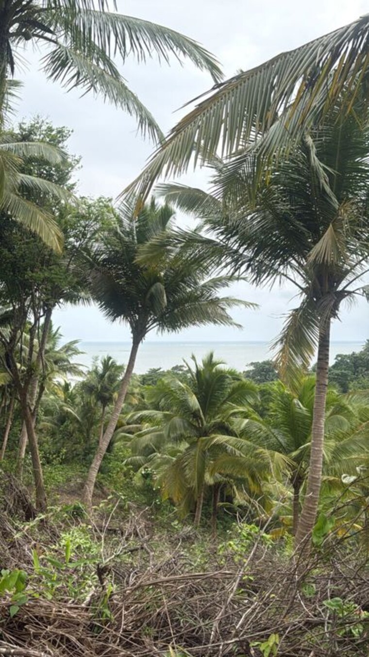 Garden, port blair  239 Sq.Yd. Plot In Port Blair PortBlair 10497294