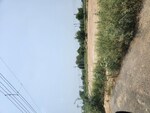 179 Sq.Yd. Plot in Sector 98