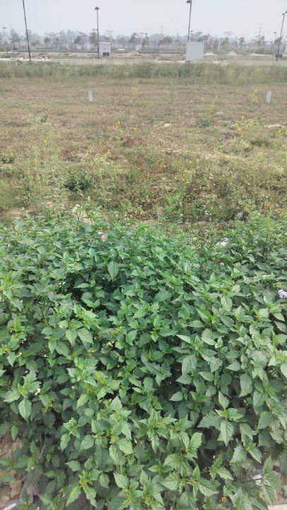 Plot For Sale in Pintail Park City