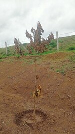 1210 Sq.Ft. Plot in Saddupally