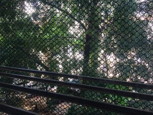 1 BHK Apartment – Garden View at Hiranandani Estate Phoenix, Thane West - for Rent