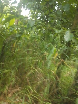 Plot Area in  Land at East Fort – for Sale