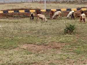 Plot Area in  Plot at Kothur – for Sale
