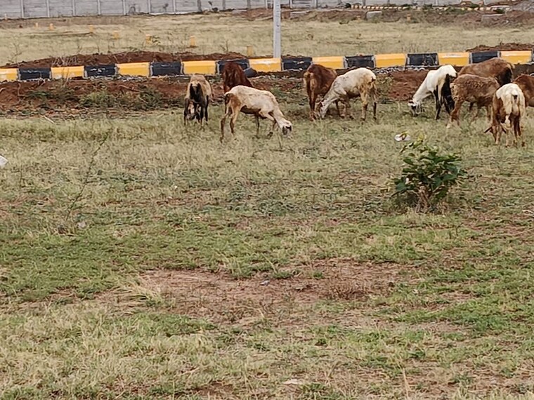 undefined, kothur  180 Sq.Yd. Plot In Kothur Hyderabad 10513838