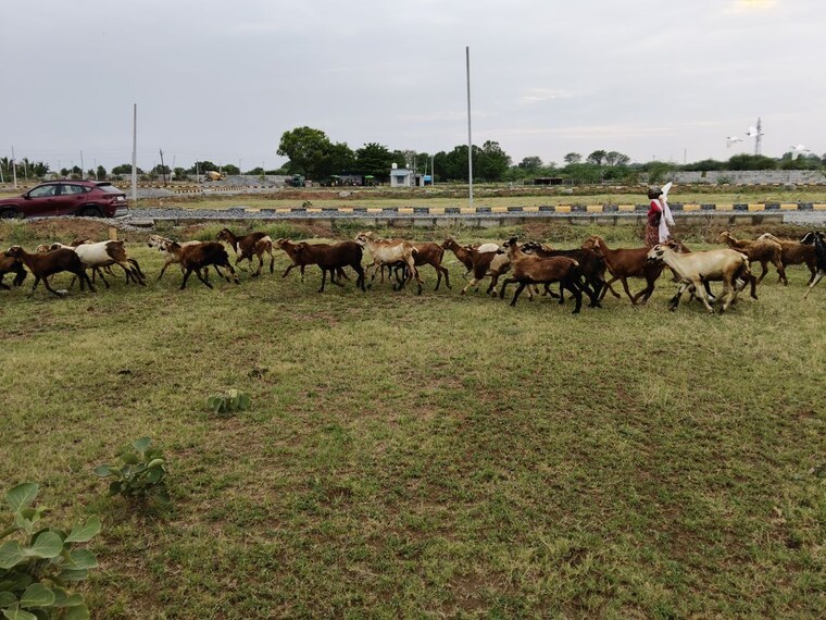 undefined, kothur  180 Sq.Yd. Plot In Kothur Hyderabad 10513838