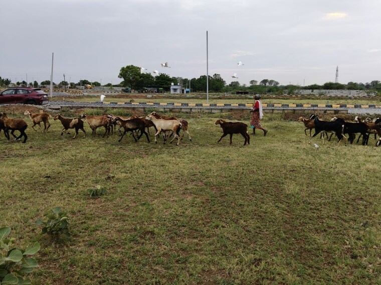 undefined, kothur  180 Sq.Yd. Plot In Kothur Hyderabad 10513838