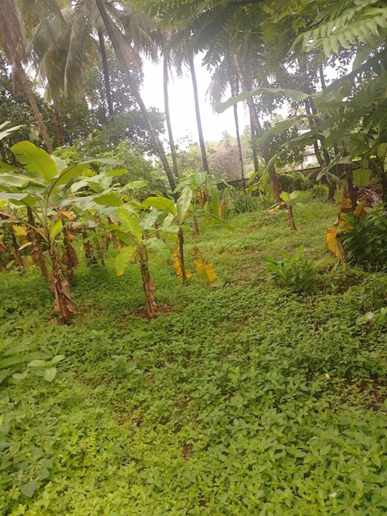 undefined, peringavu  6312 Sq.Ft. Plot In Peringavu Thrissur 10515404