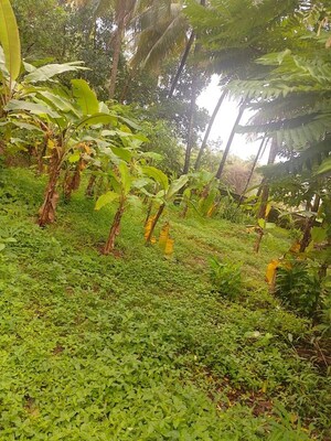 Plot Area in  Plot at Peringavu – for Sale