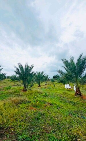  Plot For Sale in Wasar