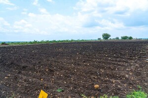 Plot Area in  Plot at Wasar – for Sale
