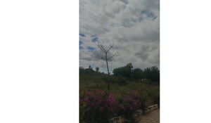  Plot For Sale in Yelahanka
