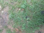 250 Sq.Ft. Plot in Puri Pratham