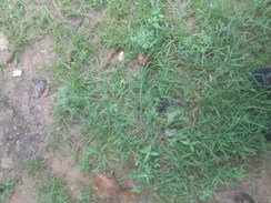 Plot For Sale in Puri Pratham