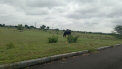 Plot For Sale in Kothapet