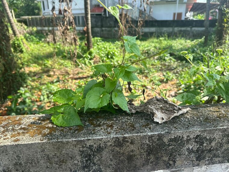 Garden, kalathode  4357 Sq.Ft. Plot In Kalathode Thrissur 10536944