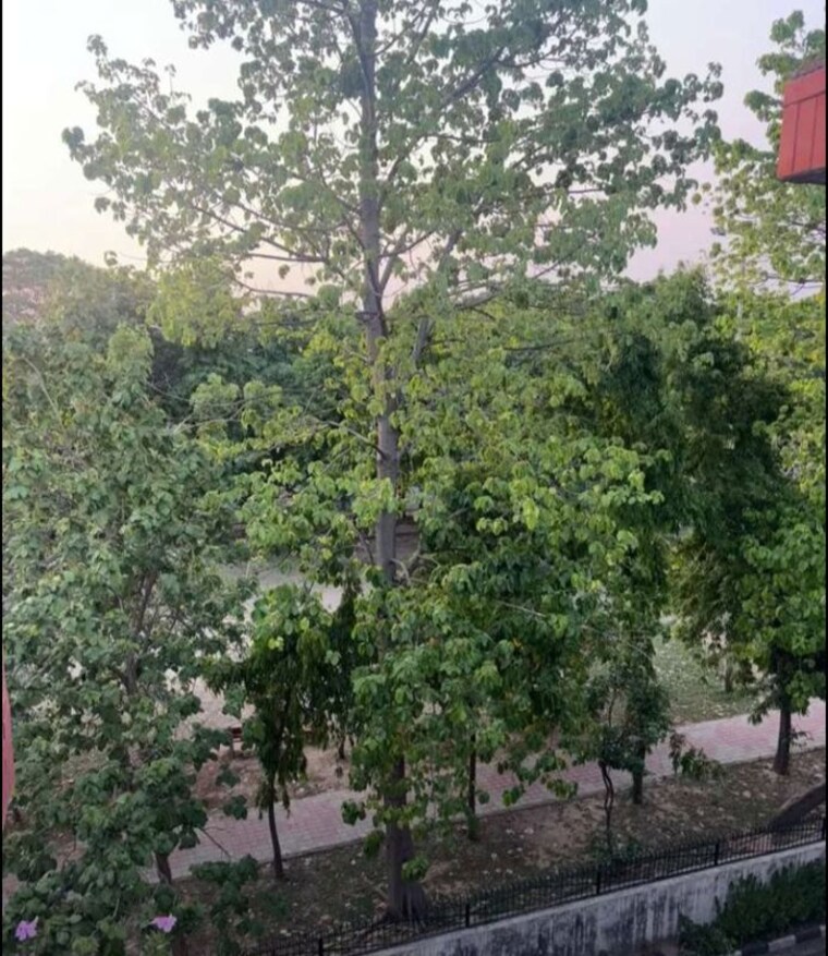 Garden, sector 49 3 Bedroom 950 Sq.Ft. Builder Floor In Sector 49 Chandigarh 10538283