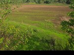 3 Acre Plot in Gold Valley Panshet