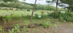 Plot Area in  Land at Visakhapatnam Port – for Sale