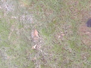  Plot For Sale in Parklands, Sector 85