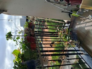 Balcony in 2.5 BHK Apartment at Prestige Ferns Residency, Harlur – for Sale