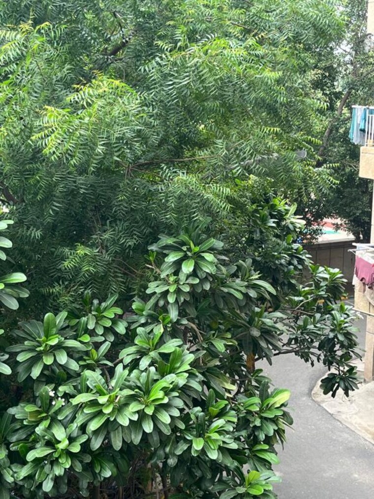 Garden, rwa-jalvayu-towers 3 Bedroom 1350 Sq.Ft. Apartment In Sector 47 Noida 10543652