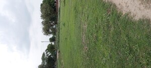  Plot – Garden View at Dhanauli - for Sale