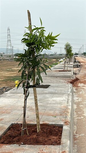  Plot For Sale in Pathapadu