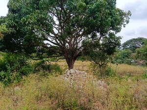  Warehouse – Garden View at Nelamangala - for Rent