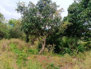  Warehouse – Garden View at Nelamangala - for Rent