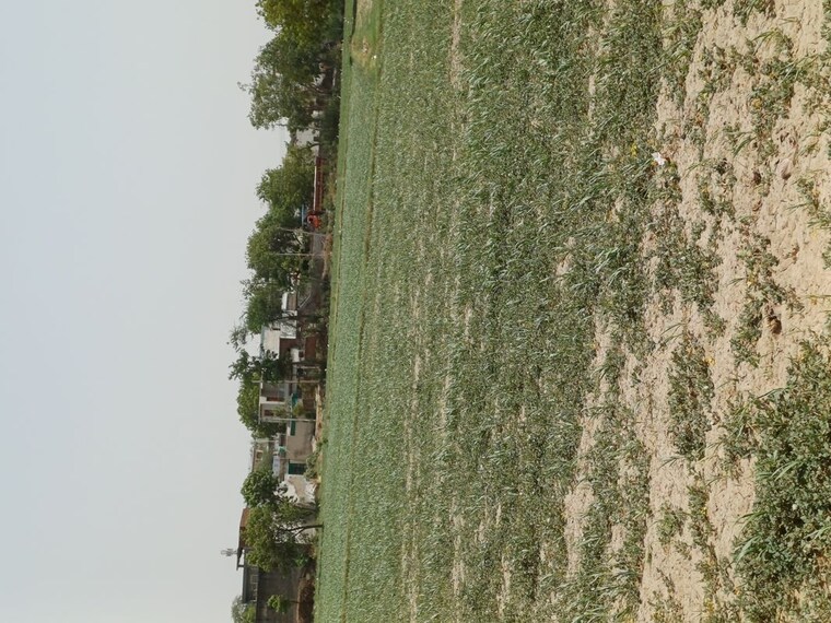 undefined, karnera village  66 Sq.Yd. Plot In Karnera Village Faridabad 10554665