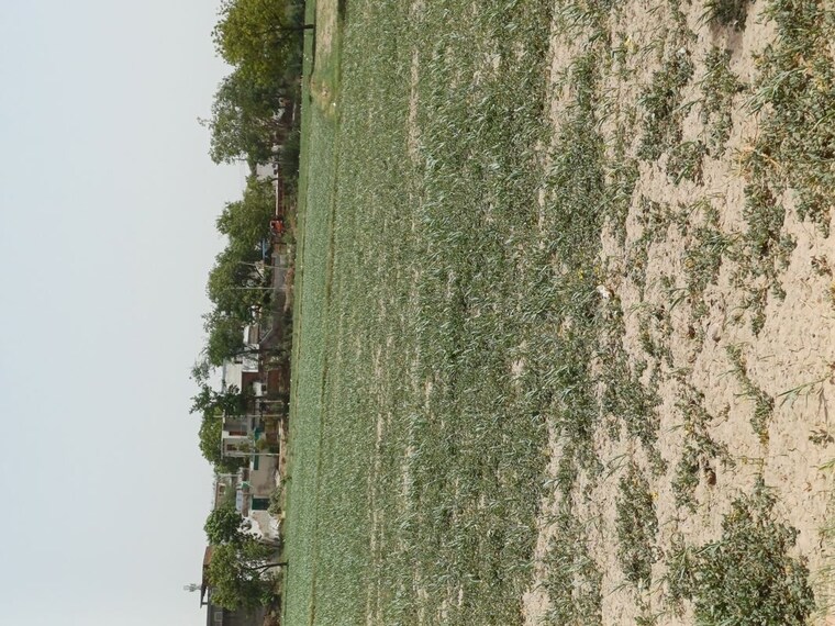 Garden, karnera village  67 Sq.Yd. Plot In Karnera Village Faridabad 10554682