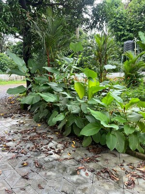  Land – Exterior View View at Nadathara - for Sale